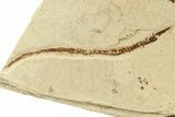 Plate of Fossil Pipefish (Syngnathus & Hipposyngnathus) #275040-2